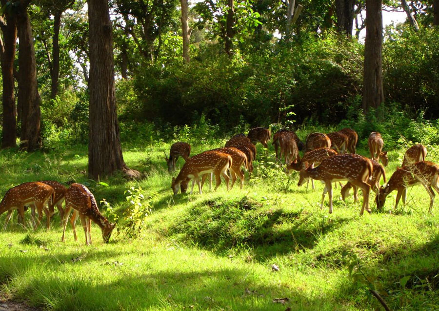 Durg Marwahi Barnawapara Wildlife Sanctuary in Durg marwahi